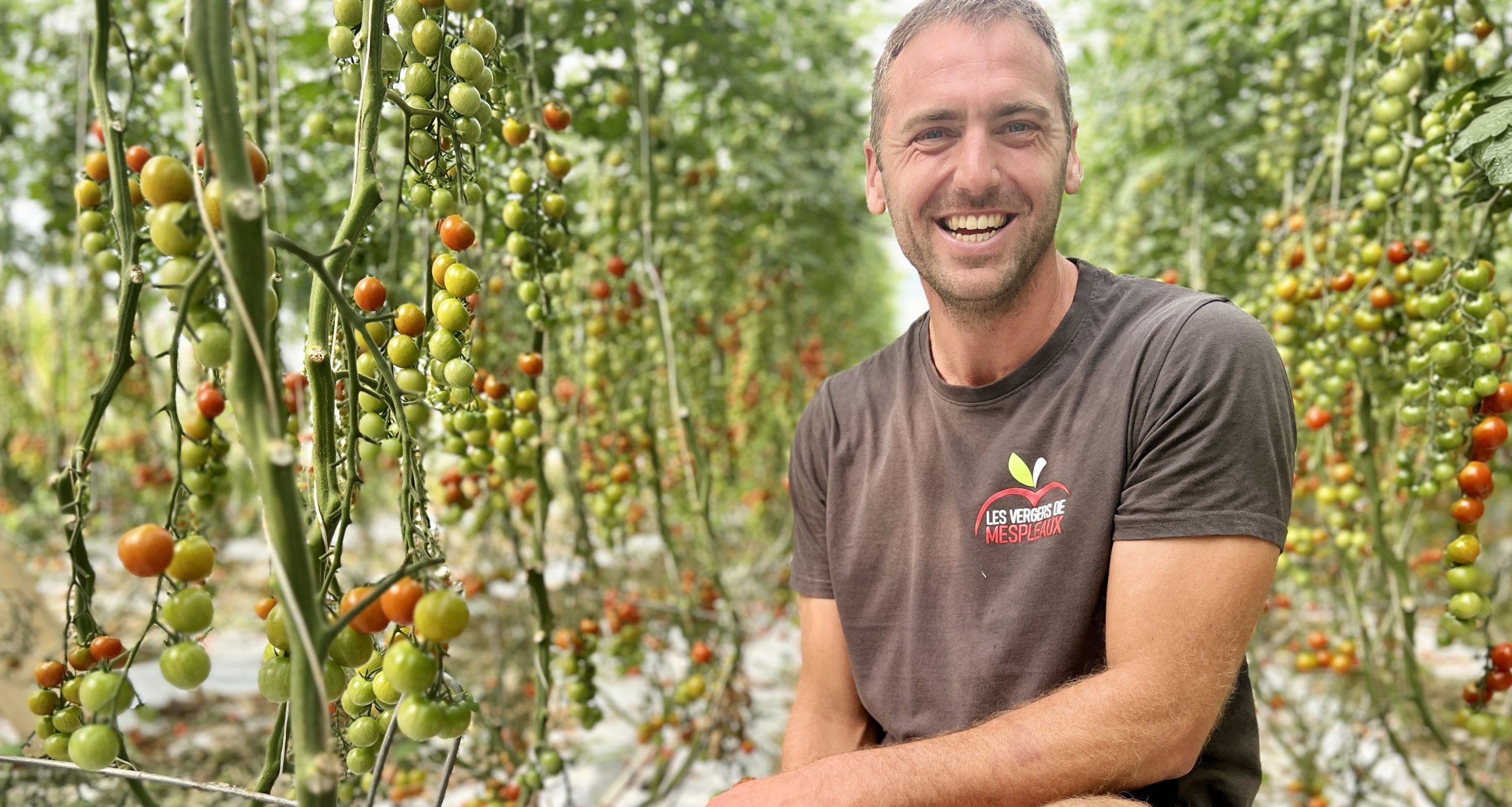 Les tomates des Vergers de Mespleaux 