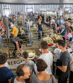 TerresEnFete2018_626ACHphoto