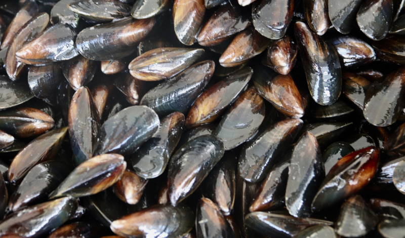 Moule sauvage de la Côte d&rsquo;Opale